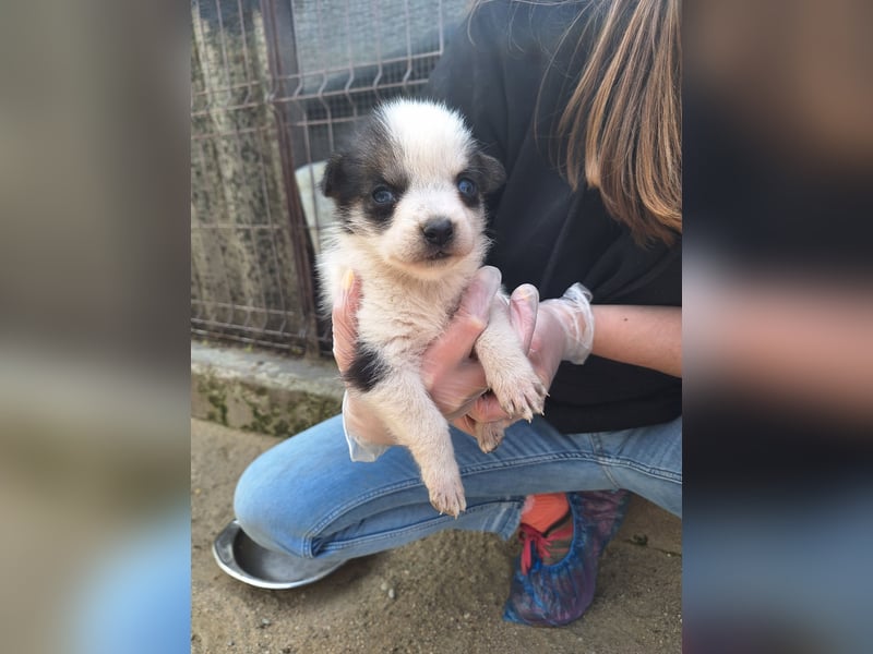 PICCOLO, Rüde, 1 Monat, aktuell 16 cm, Mischling, Tierschutz