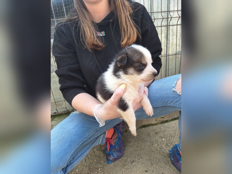 PICCOLO, Rüde, 1 Monat, aktuell 16 cm, Mischling, Tierschutz