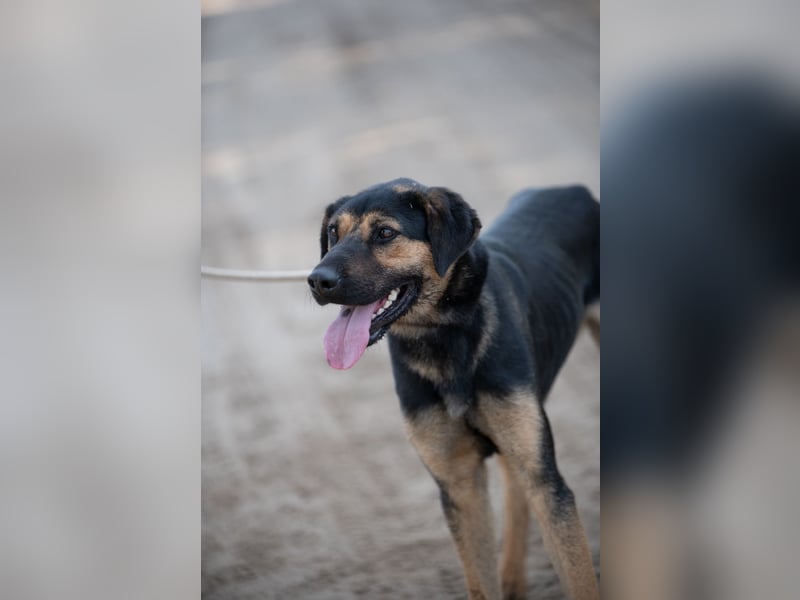 Traumhund sucht Zuhause!
