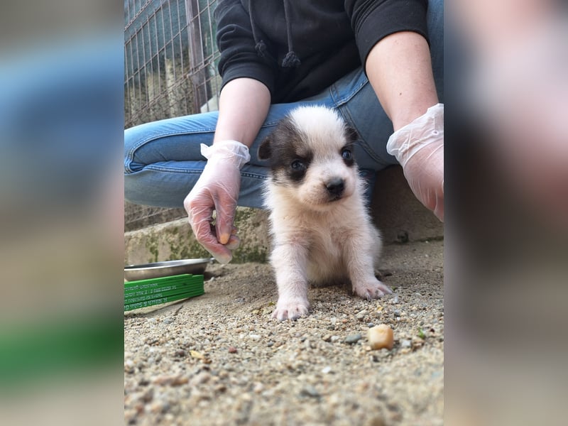 PICCOLO, Rüde, 1 Monat, aktuell 16 cm, Mischling, Tierschutz