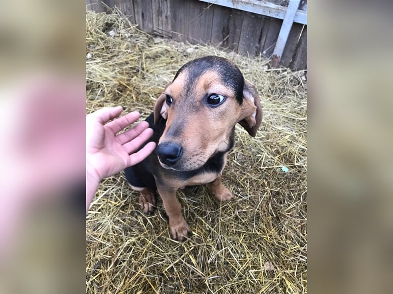 Loki  sucht sein zuhause