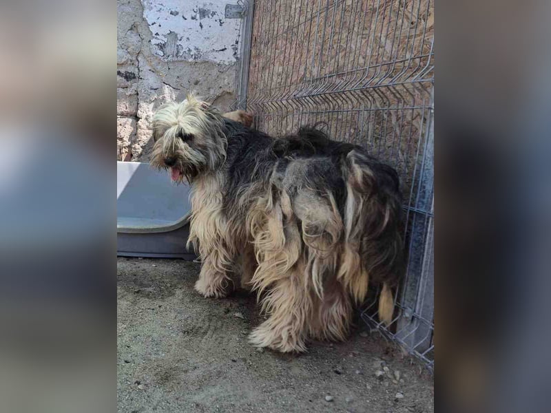 ALF, Rüde, 3,5 Jahre, 55cm, Mischling, Tierschutz
