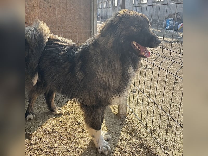 THEO, Rüde, 1,5 Jahre, 45cm, Mischling, Tierschutz