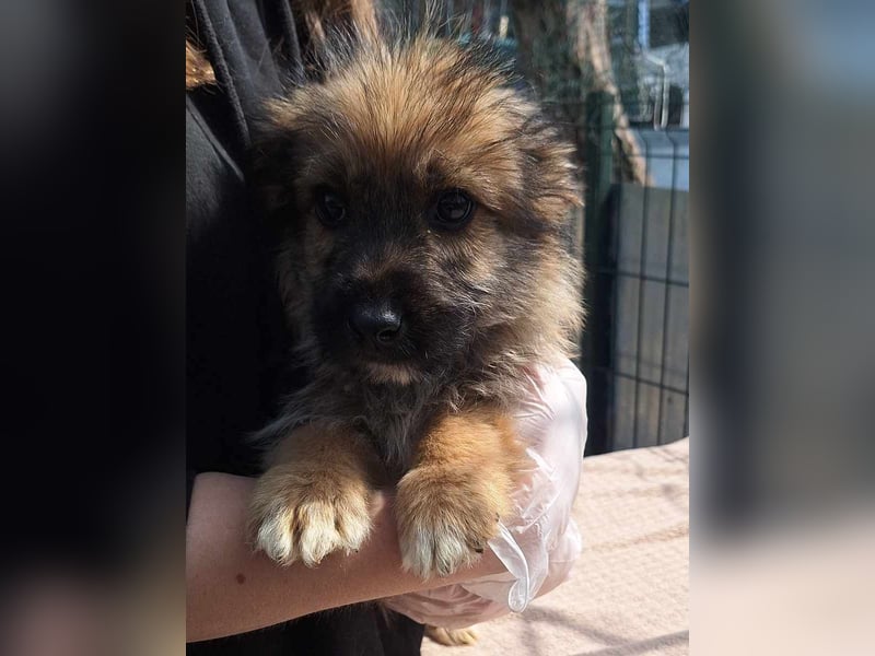 ⭐️MALIBU⭐️, Rüde, 3 Monate, 23 cm, Mischling, Tierschutz