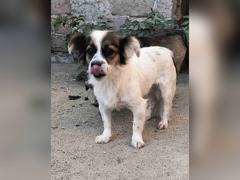 FOXI, Rüde, 2,5 Jahre, 30cm, Mischling, Tierschutz