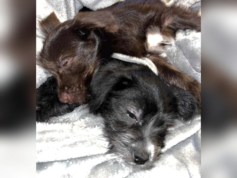 BONTO, Rüde, 5 Monate, aktuell 20cm, Bichon-Mix, Tierschutz