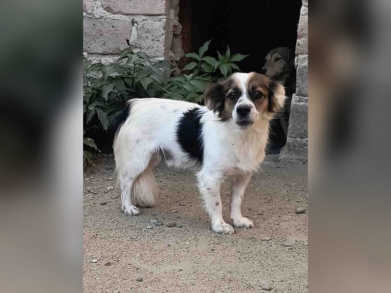 FOXI, Rüde, 2,5 Jahre, 30cm, Mischling, Tierschutz