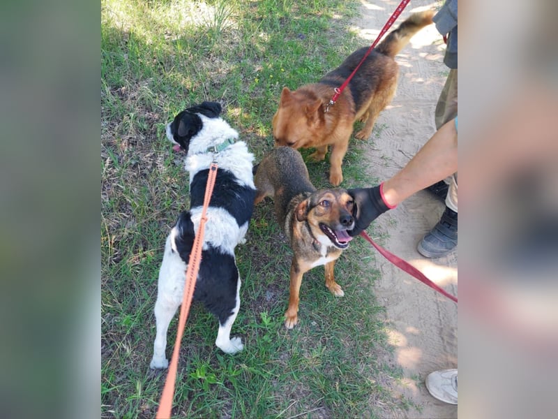 Rabies sucht sein Zuhause für immer!