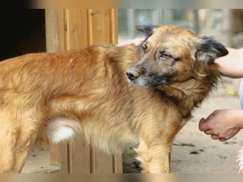 STEVE, Rüde, 9 Jahre, 53cm, Mischling, Tierschutz