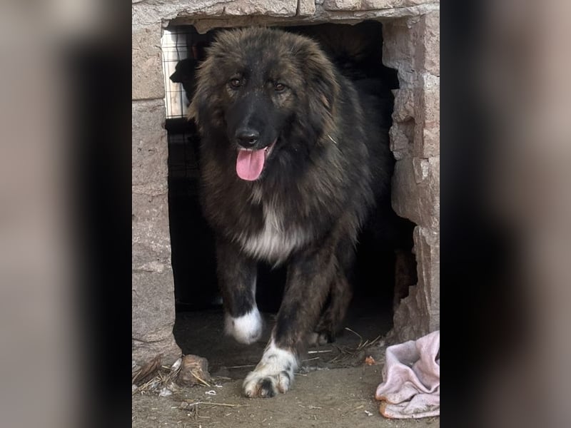 THEO, Rüde, 1,5 Jahre, 45cm, Mischling, Tierschutz