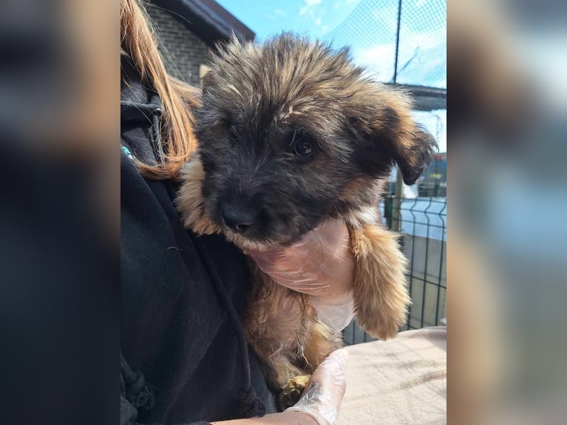 ⭐️MAYO⭐️, Rüde, 3 Monate, 23 cm, Mischling, Tierschutz