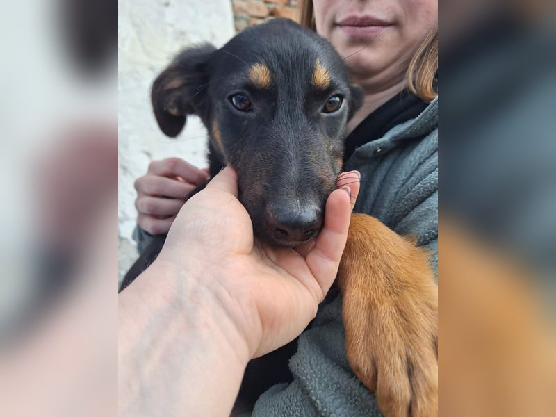 ⭐️Edo⭐️, Rüde, 4 Monate, 41 cm, Mischling, Tierschutz
