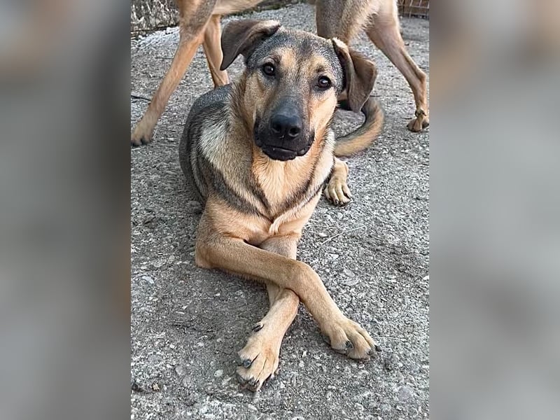 WUTZL, Rüde, 1,5  Jahr3, 54cm, Mischling, Tierschutz