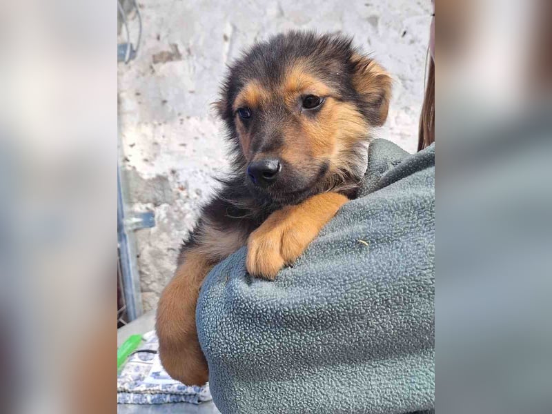 ⭐️ELY⭐️, Rüde, 4 Monate, 33 cm, Mischling, Tierschutz