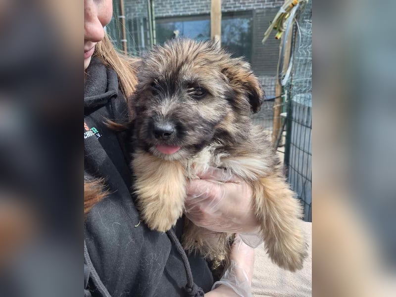 ⭐️MAYO⭐️, Rüde, 3 Monate, 23 cm, Mischling, Tierschutz