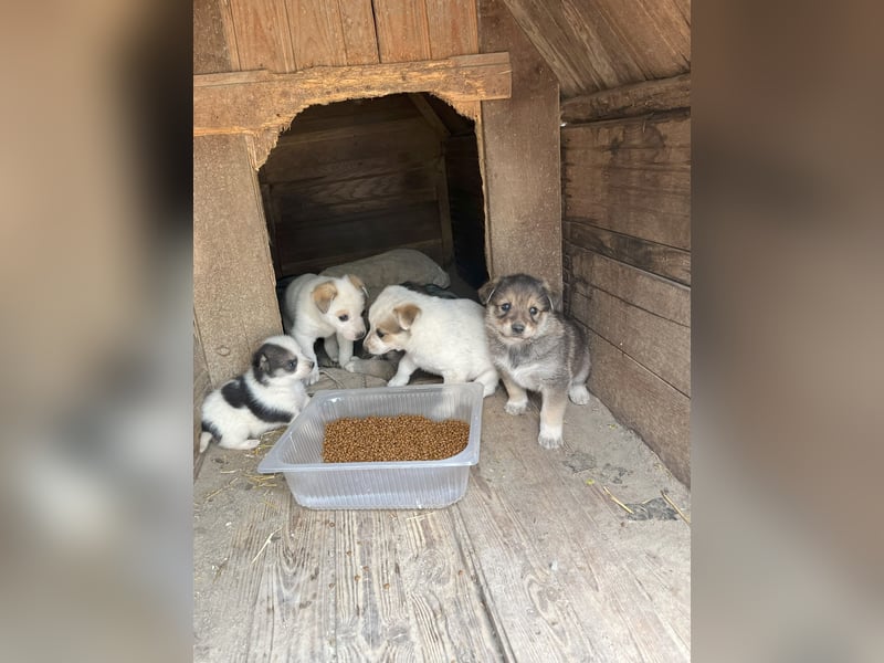 PICCOLO, Rüde, 1 Monat, aktuell 16 cm, Mischling, Tierschutz