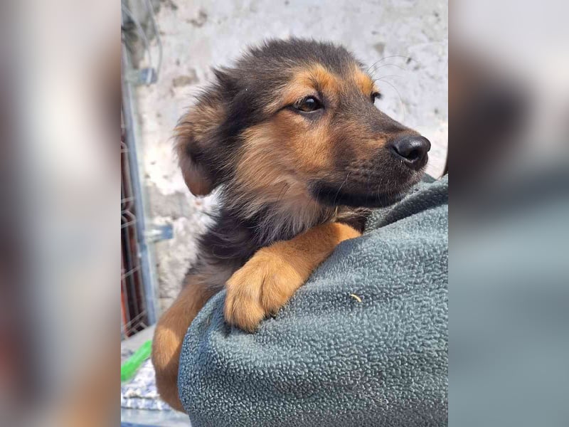 ⭐️ELY⭐️, Rüde, 4 Monate, 33 cm, Mischling, Tierschutz