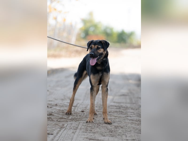 Traumhund sucht Zuhause!