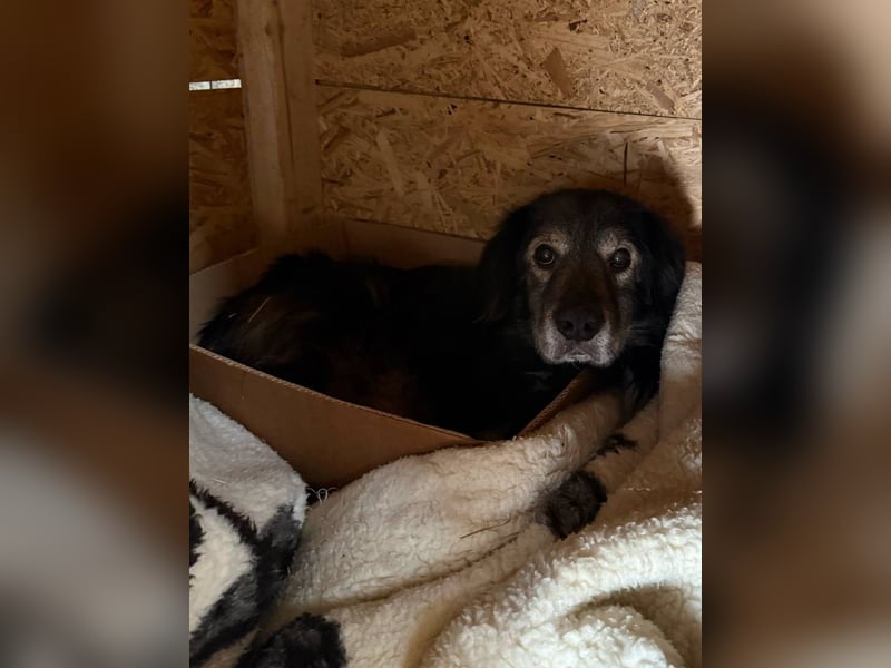 ⭐️SCOOBY⭐️, Rüde, 10 Jahre, 50 cm, Mischling, Tierschutz