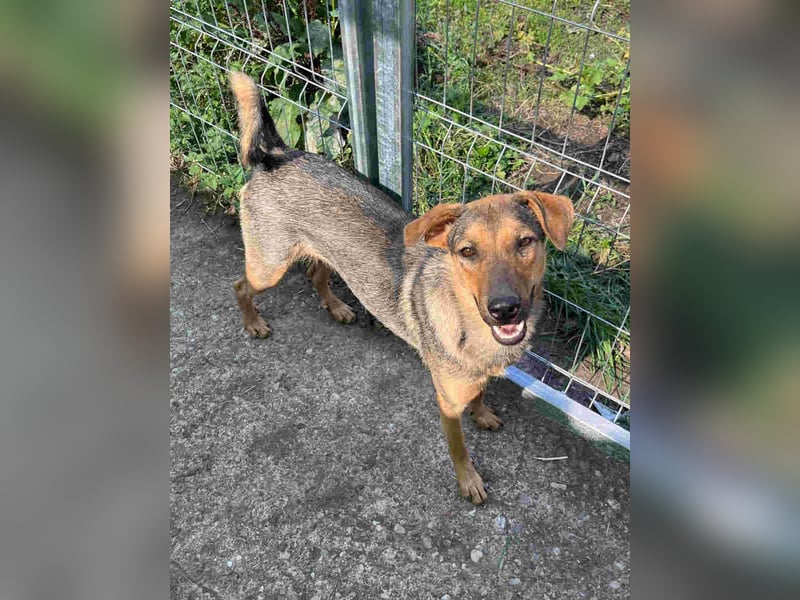 ⭐️WUMMEL⭐️, Rüde, 1,5 Jahre, 52 cm, Mischling, Tierschutz