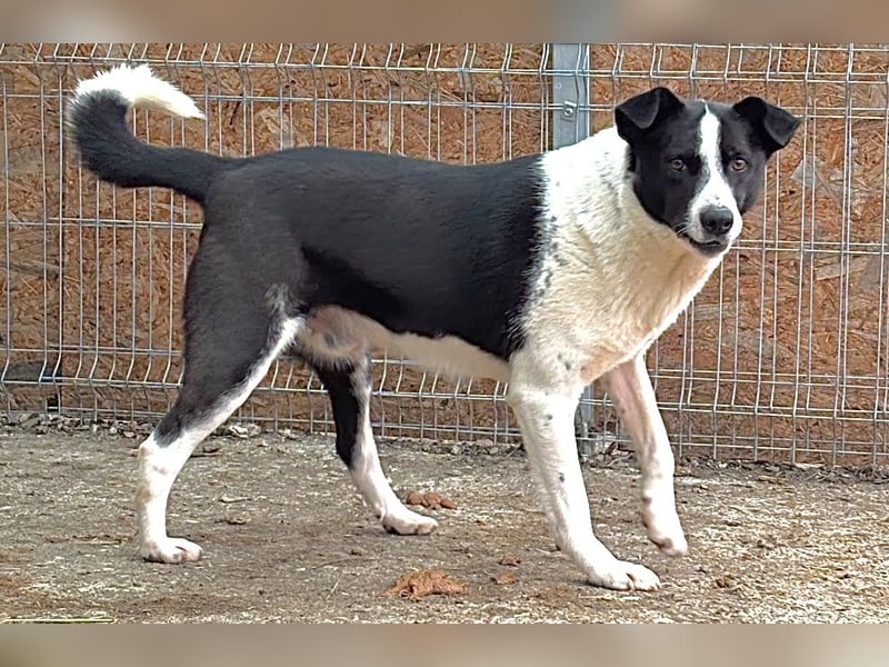 PANDA, Rüde, 3 Jahre, 45cm, Mischling, Tierschutz