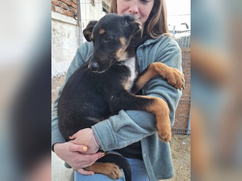 ⭐️Edo⭐️, Rüde, 4 Monate, 41 cm, Mischling, Tierschutz