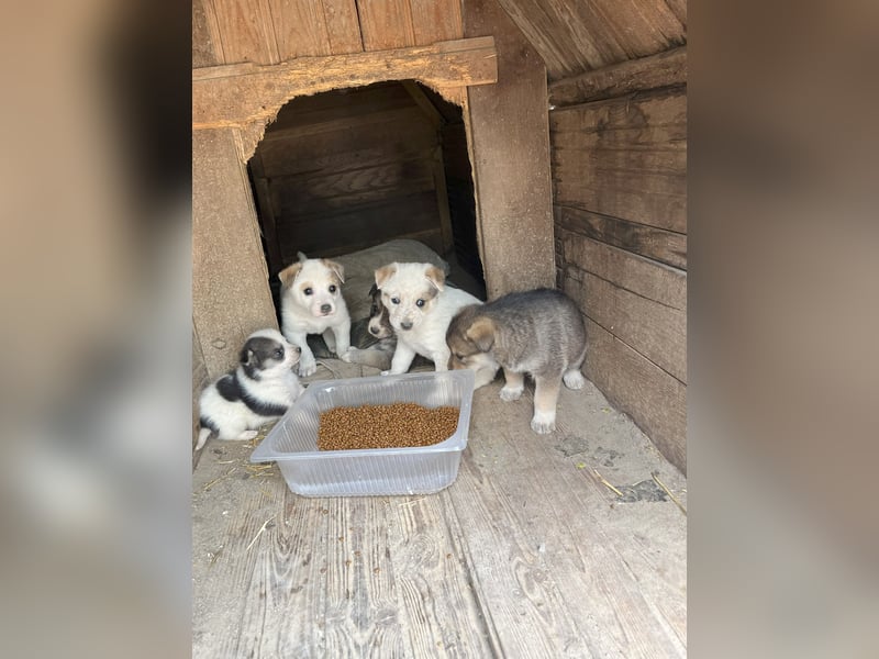 PICCOLO, Rüde, 1 Monat, aktuell 16 cm, Mischling, Tierschutz