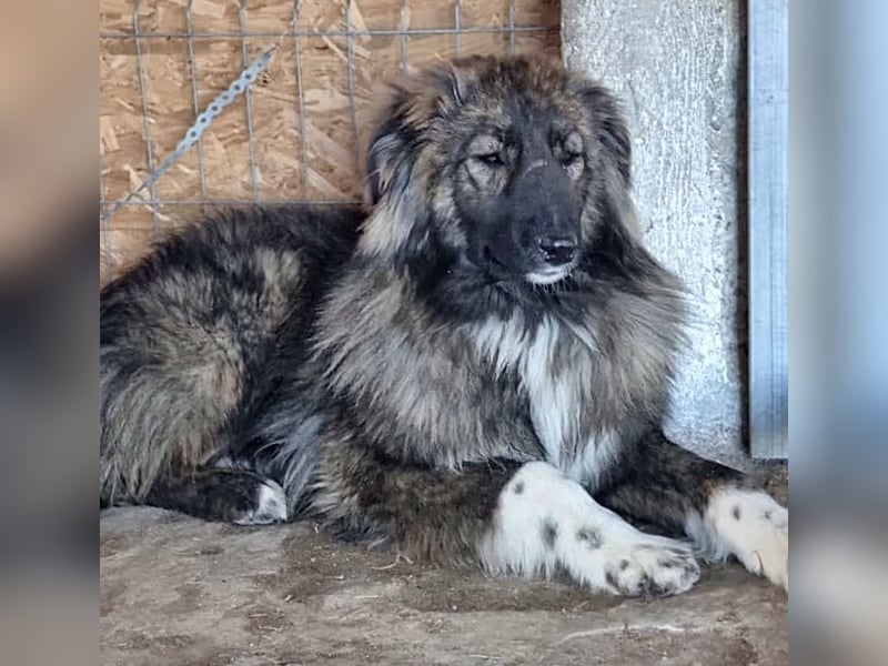 THEO, Rüde, 1,5 Jahre, 45cm, Mischling, Tierschutz