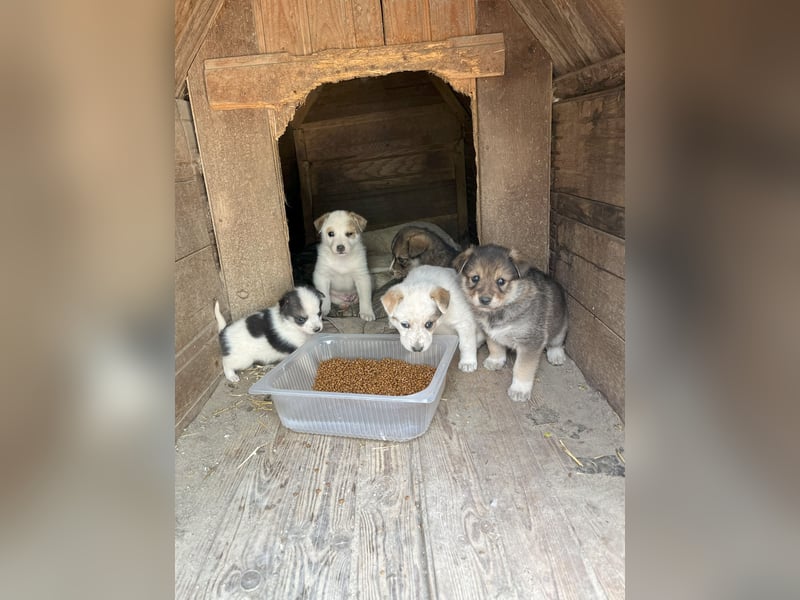 PICCOLO, Rüde, 1 Monat, aktuell 16 cm, Mischling, Tierschutz