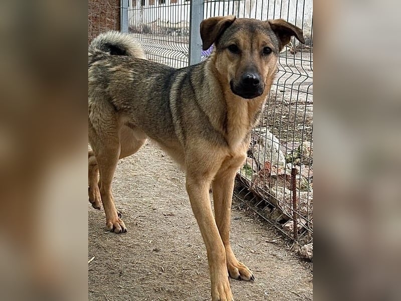 ⭐️WUTZL⭐️, Rüde, 1,5 Jahre, 54 cm, Mischling, Tierschutz