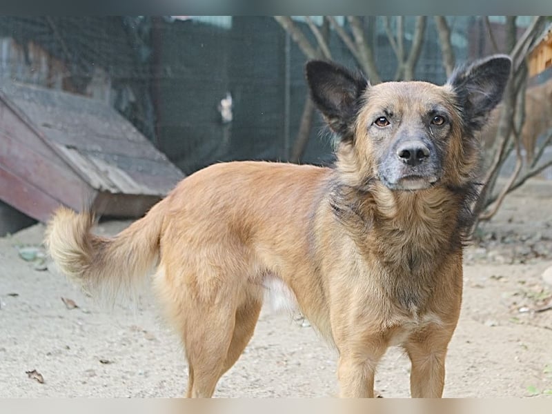 STEVE, Rüde, 9 Jahre, 53cm, Mischling, Tierschutz