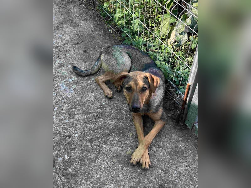 ⭐️WUMMEL⭐️, Rüde, 1,5 Jahre, 52 cm, Mischling, Tierschutz