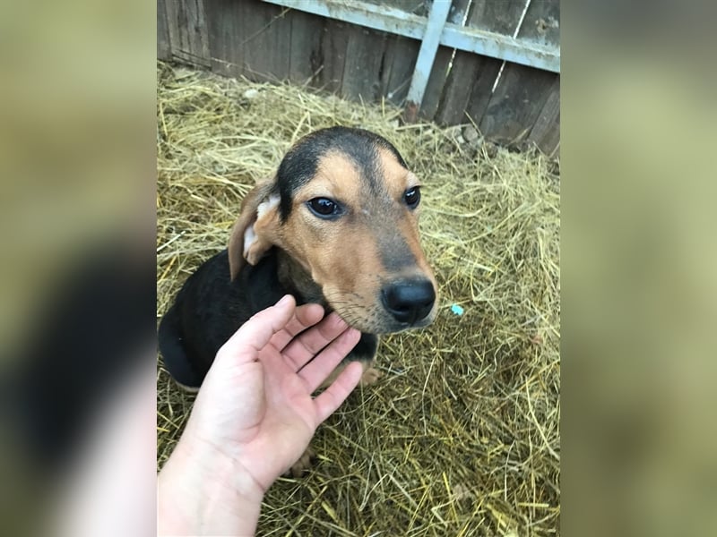 Loki  sucht sein zuhause