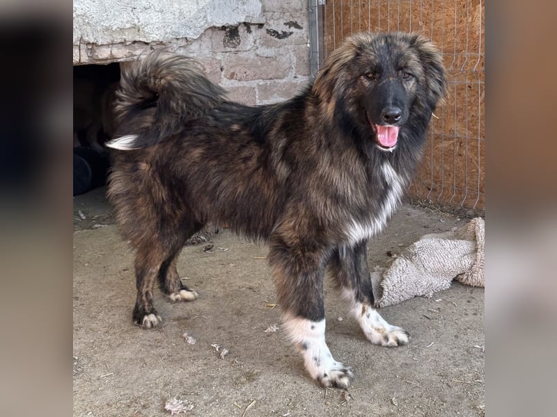 THEO, Rüde, 1,5 Jahre, 45cm, Mischling, Tierschutz