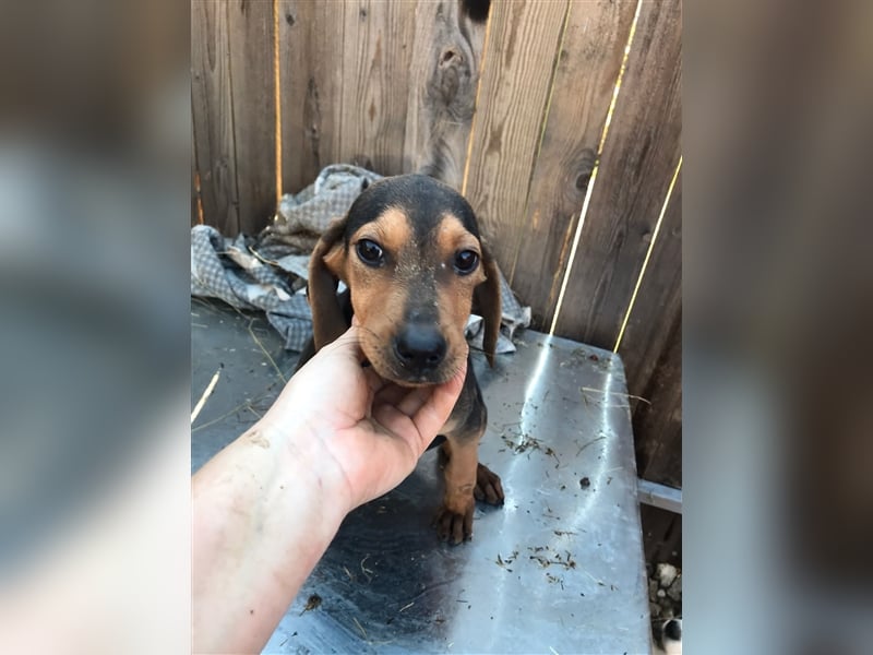 Loki  sucht sein zuhause