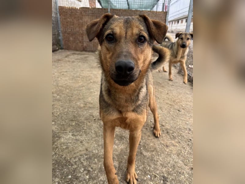 ⭐️WUMMEL⭐️, Rüde, 1,5 Jahre, 52 cm, Mischling, Tierschutz