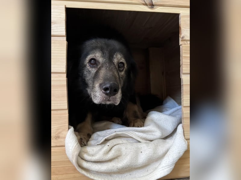 ⭐️SCOOBY⭐️, Rüde, 10 Jahre, 50 cm, Mischling, Tierschutz