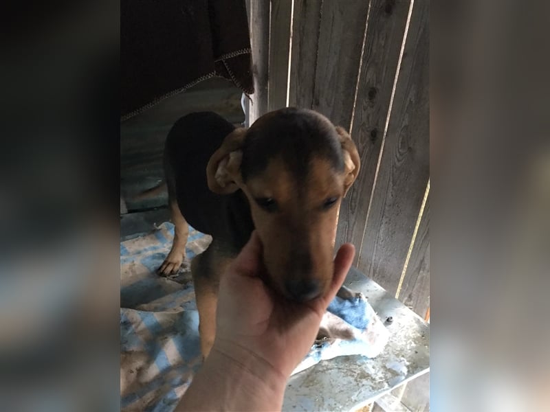 Loki  sucht sein zuhause