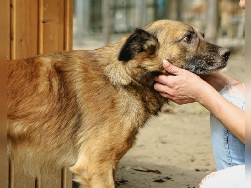 STEVE, Rüde, 9 Jahre, 53cm, Mischling, Tierschutz