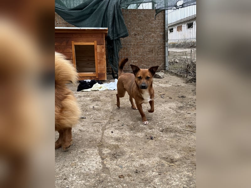 GIN, Rüde, 2 Jahre, 29 cm, Mischling, Tierschutz