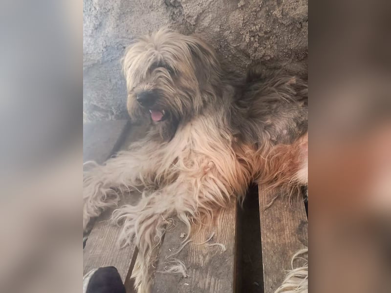 ALF, Rüde, 3,5 Jahre, 55cm, Mischling, Tierschutz