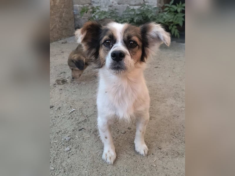 FOXI, Rüde, 2,5 Jahre, 30cm, Mischling, Tierschutz