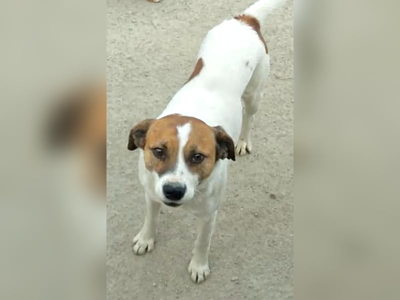 ZEBU, Rüde, fast 3 Jahre, 38cm, Mischling, Tierschutz