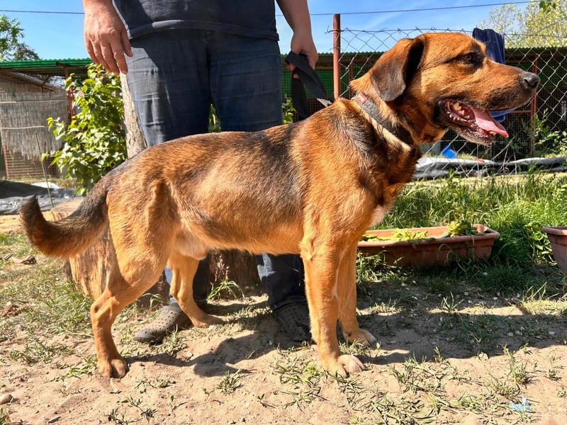 Gunvald unser Herzenshund