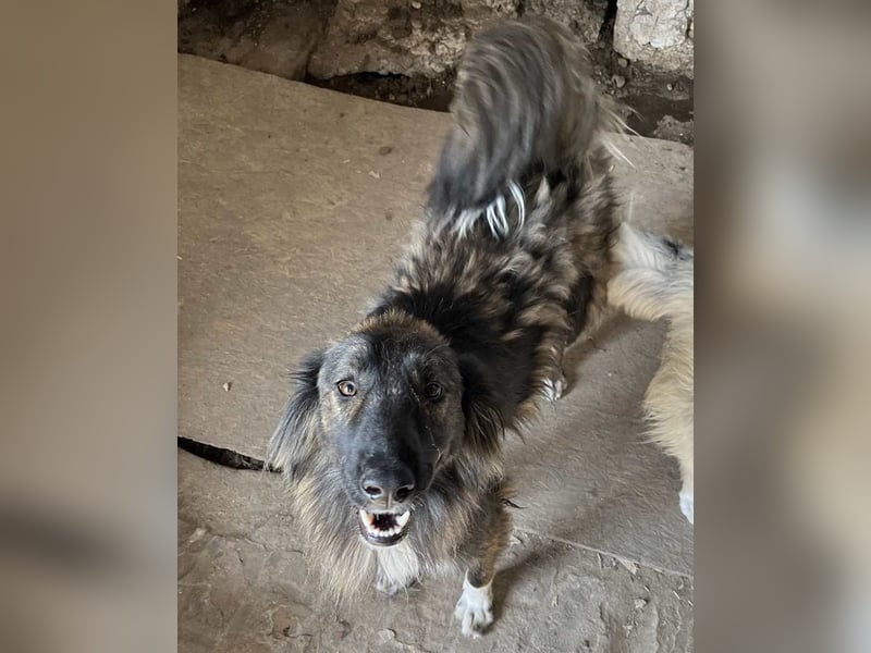 THEO, Rüde, 1,5 Jahre, 45cm, Mischling, Tierschutz