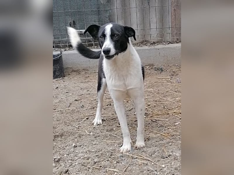 PANDA, Rüde, 3 Jahre, 45cm, Mischling, Tierschutz
