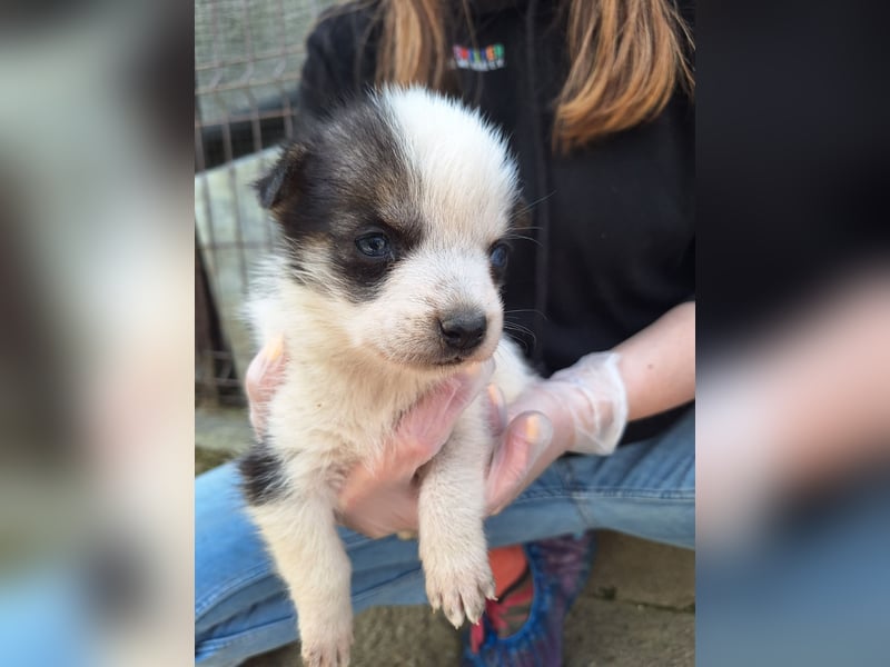 PICCOLO, Rüde, 1 Monat, aktuell 16 cm, Mischling, Tierschutz