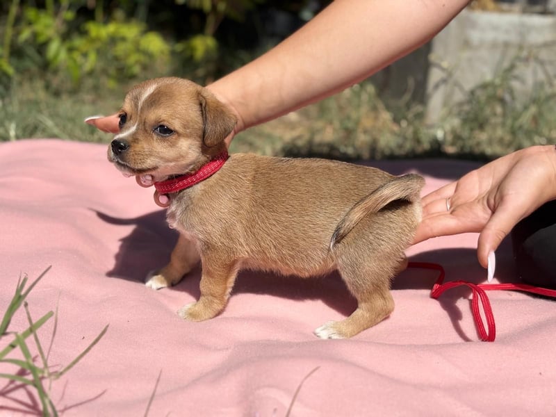 Vilmos - Muss er im Tierheim aufwachsen?