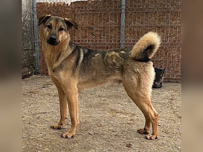 WUTZL, Rüde, 1,5  Jahr3, 54cm, Mischling, Tierschutz