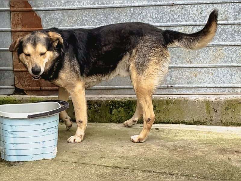 MATTES, Rüde, knapp 7 Jahre, 54cm, Mischling, Tierschutz